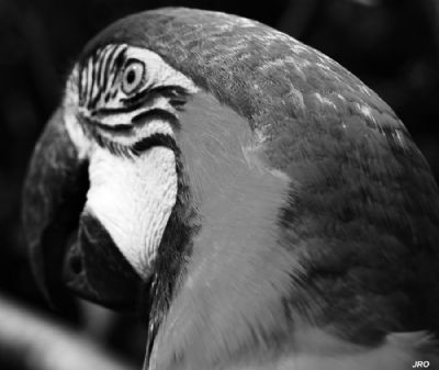 Macaw close up